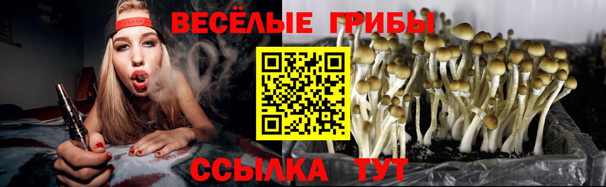 Псилоцибиновые грибы Psilocybe Оренбург